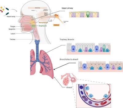 Biofilm aggregates and the host airway-microbial interface
